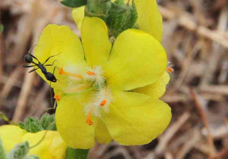 Verbascum pulverulentum